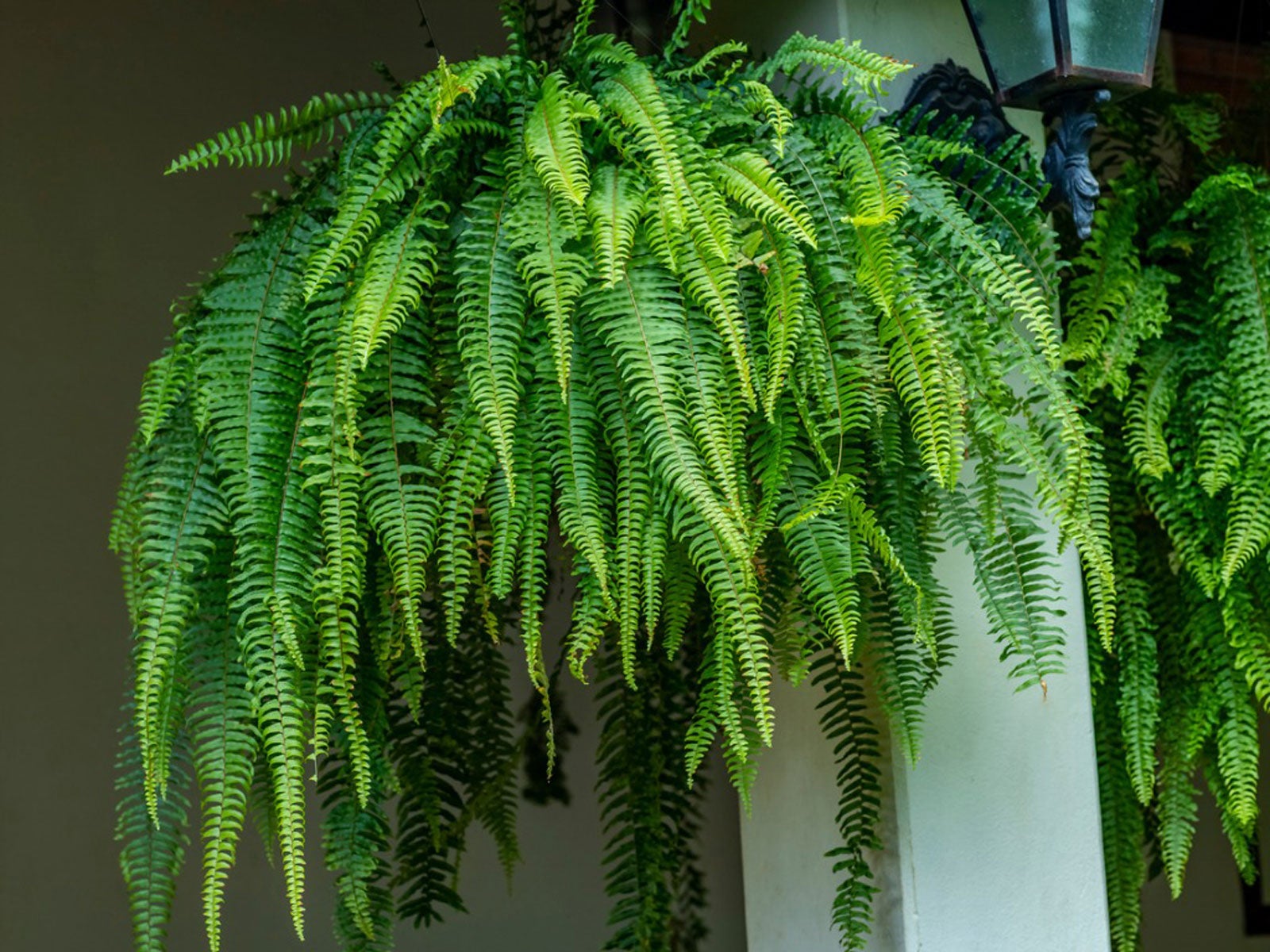 Hanging Fern Care Guide – Where Do Hanging Ferns Grow Best