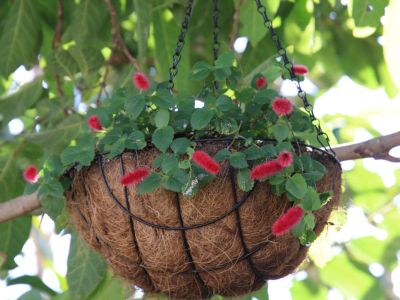 Hanging Baskets In The Garden Where, Outdoor Hanging Plants