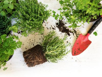 Several Types Of Herbs And Small Garden Shovel
