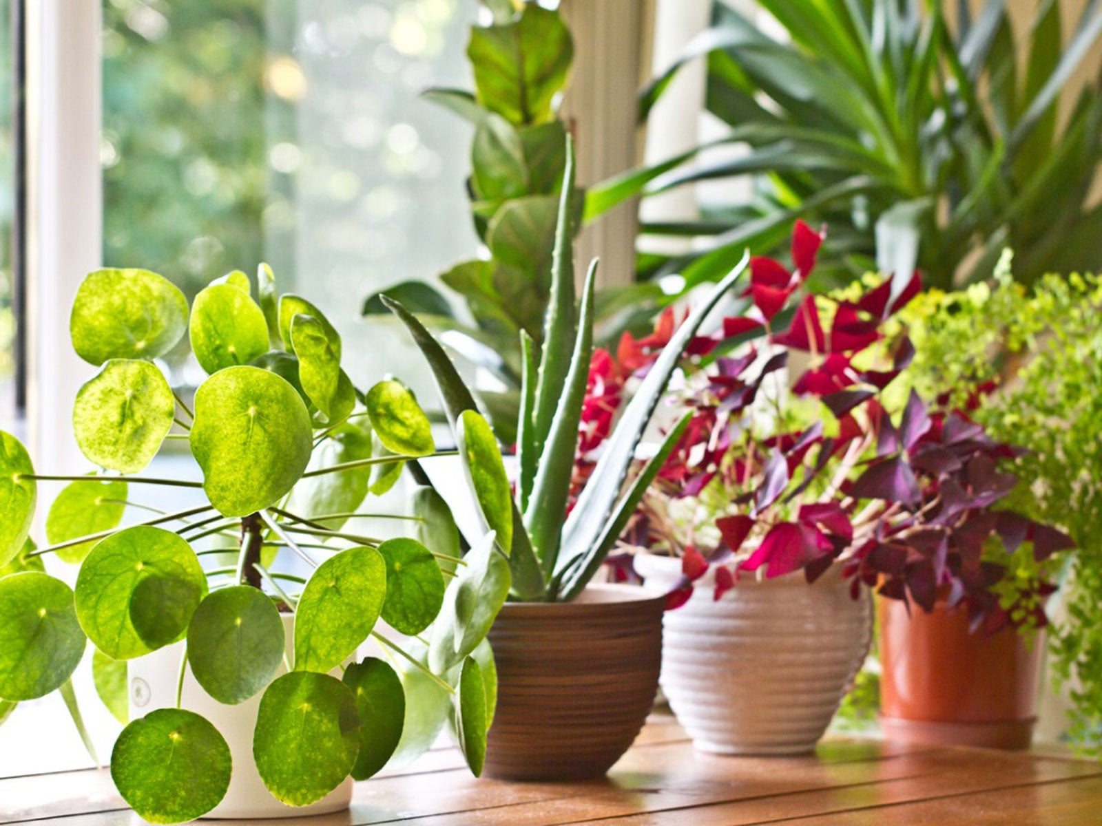 10 Fuss Free House Plants That Clean