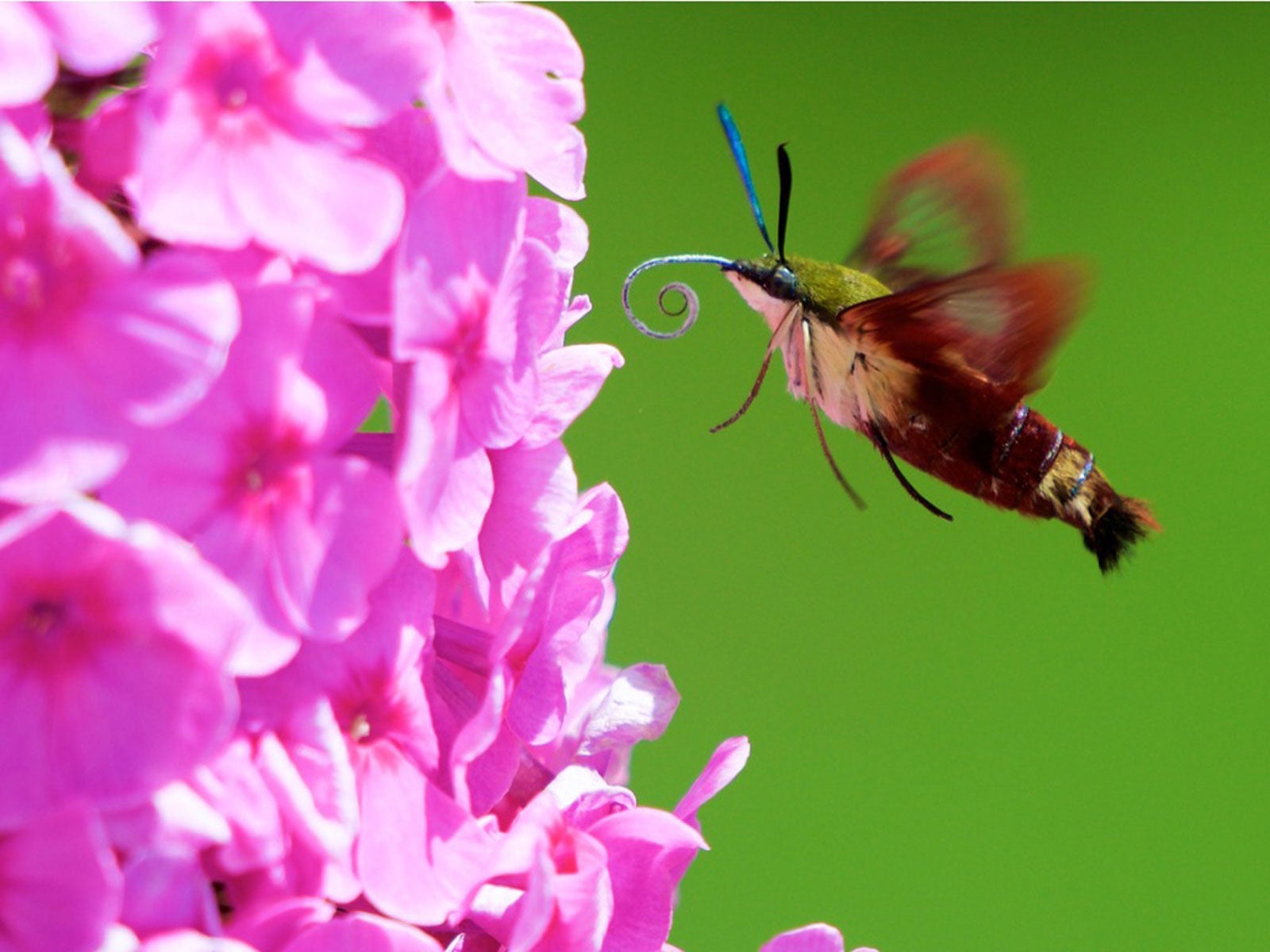 hummingbird moth approaching a flower