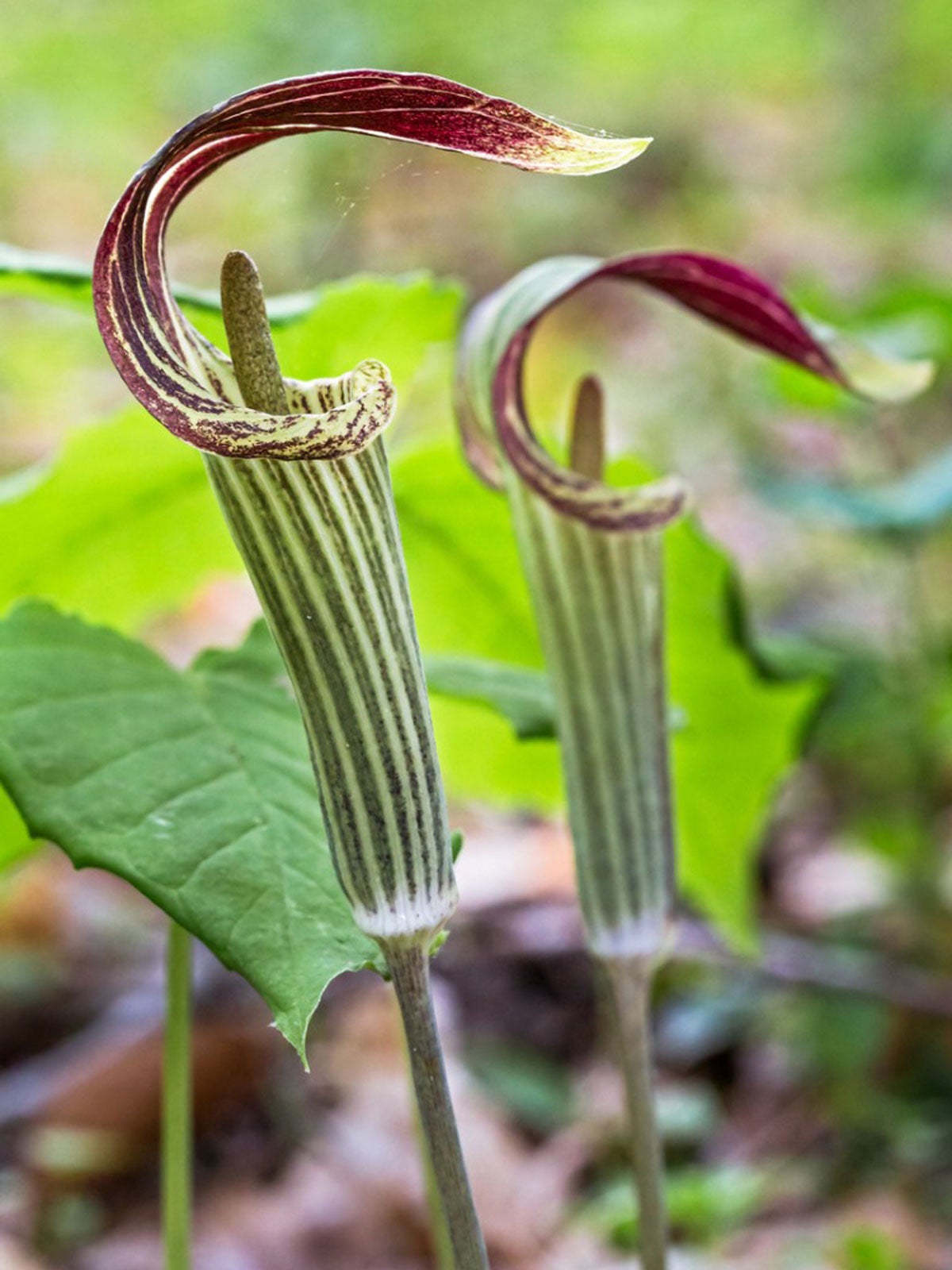 jack-in-the-pulpit propagation – how does jack-in-the-pulpit reproduce