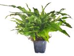 Planting and Growing Java Fern in Aquariums