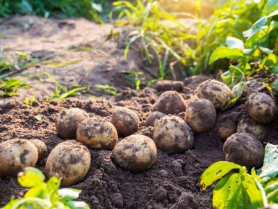 Potatoes On Soil In The Garden