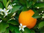 Orange Tree With Tiny White Flowers