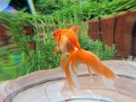 Goldfish In A Fish Tank In The Garden