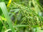 Wild Millet Grass