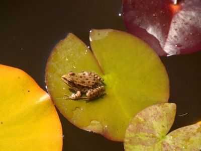 Frog On A Water Lily