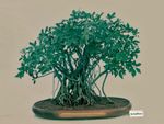 Small Schefflera Bonsai Tree