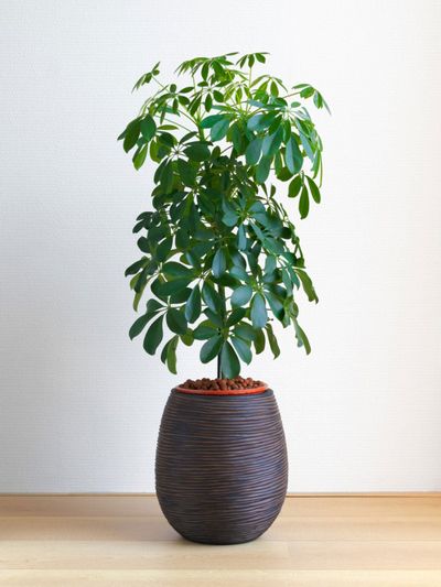 Indoor Potted Schefflera Plant