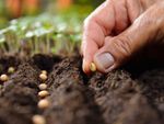 Person Placing Rows Of Seeds Into Soil