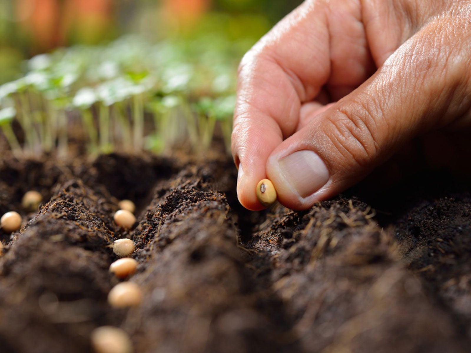 Can You Plant Fresh Seeds: Harvesting And Planting Seeds Same Season