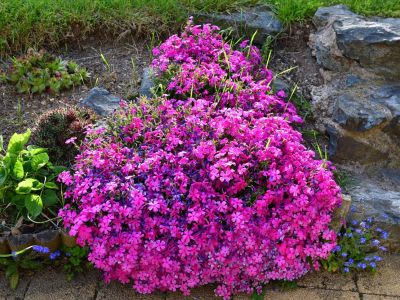 Rock Garden With Pink  Purple  And Blue Flowers