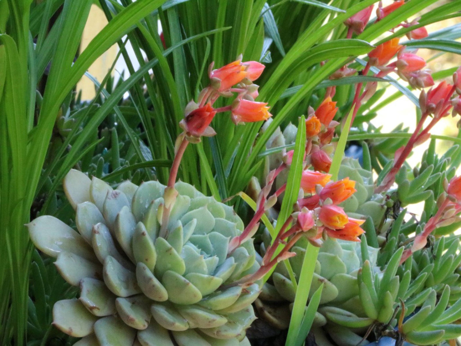 Growing Succulents In The Shade Shade Tolerant Succulents For Garden