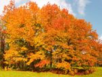 Large Autumn Orange-Yellow Leaved Tree