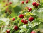  Liste der qualitativsten Wild strawberries