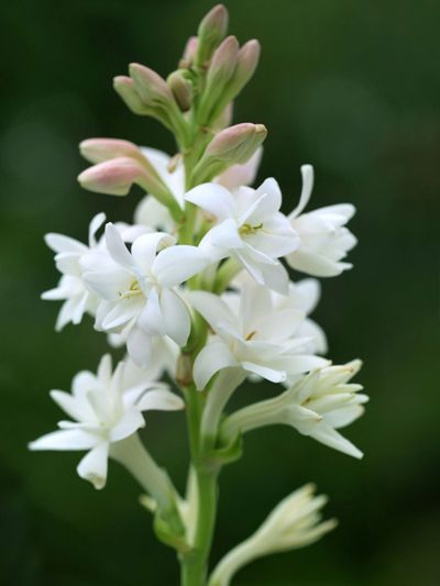 White Flowered Tuberos Plant