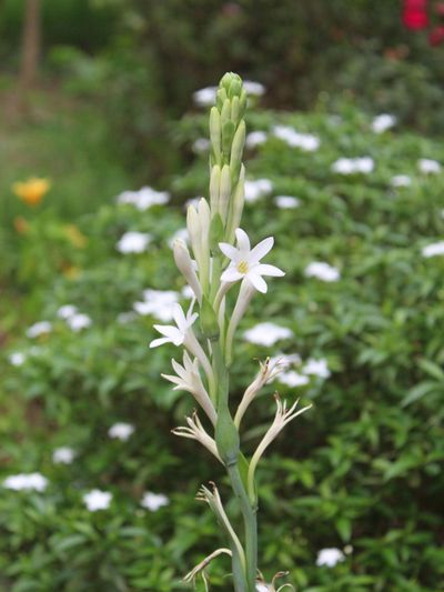 White Flowered Tuberos Plants