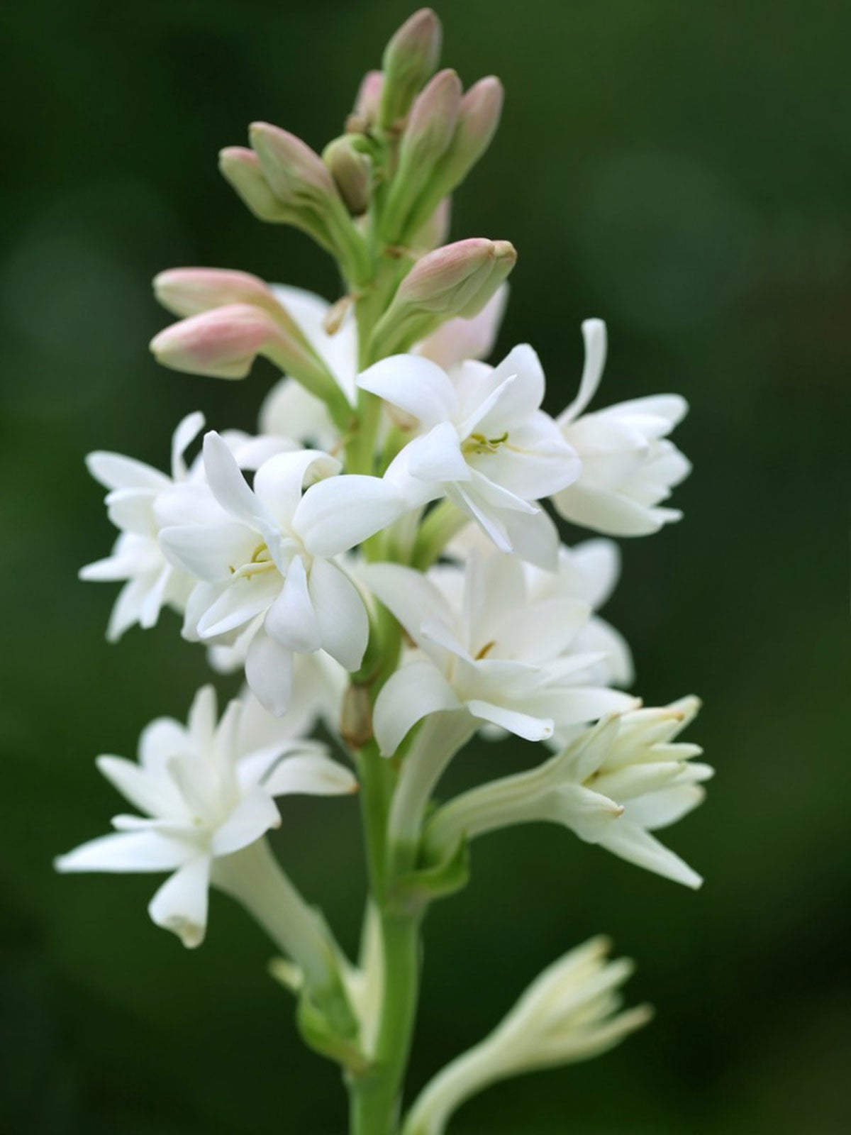How to Care For a Tuberose Plant