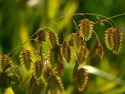 Brown-Green Wheat-Like Plant