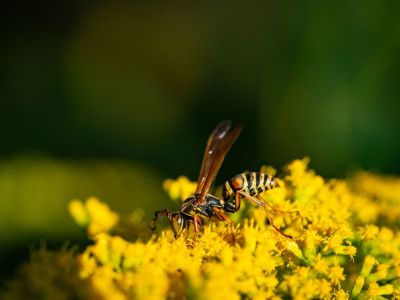Wasp On Yellow Flowers