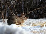 Rabbit Sitting On The Snow Covered Ground