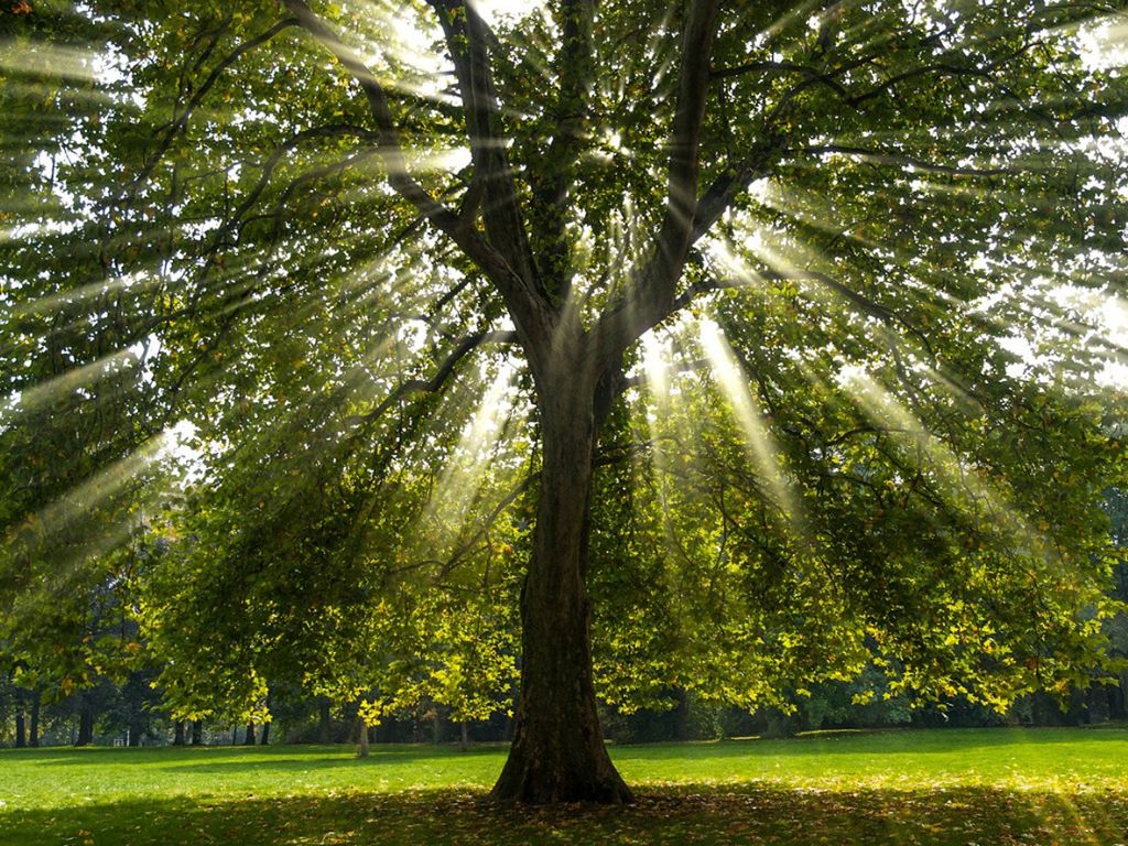 Sunbeams shining through the branches of a tree