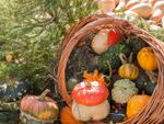 Pumpkin And Squash Autumnal Equinox Decorated Garden