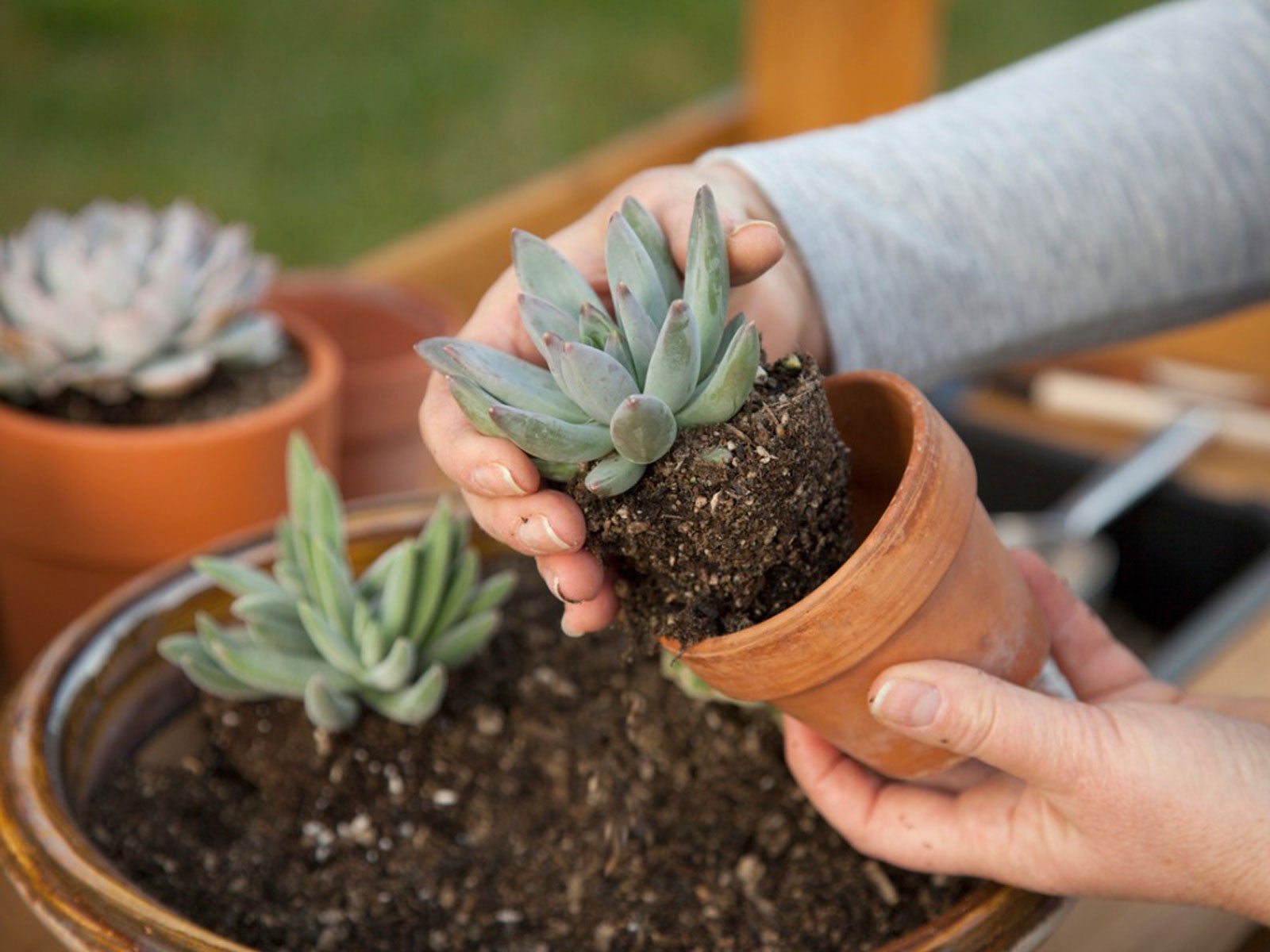 Beginner's Guide To Succulents Learn About Growing Succulent Plants