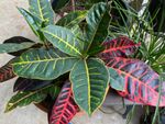 Croton Plant With Green And Red Leaves