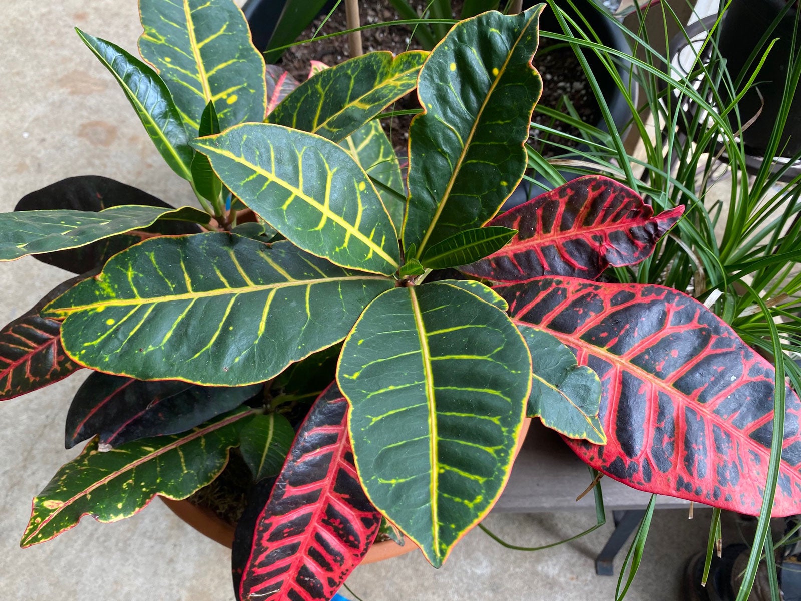 Croton Varieties – Learn About Different Kinds Of Croton Plant