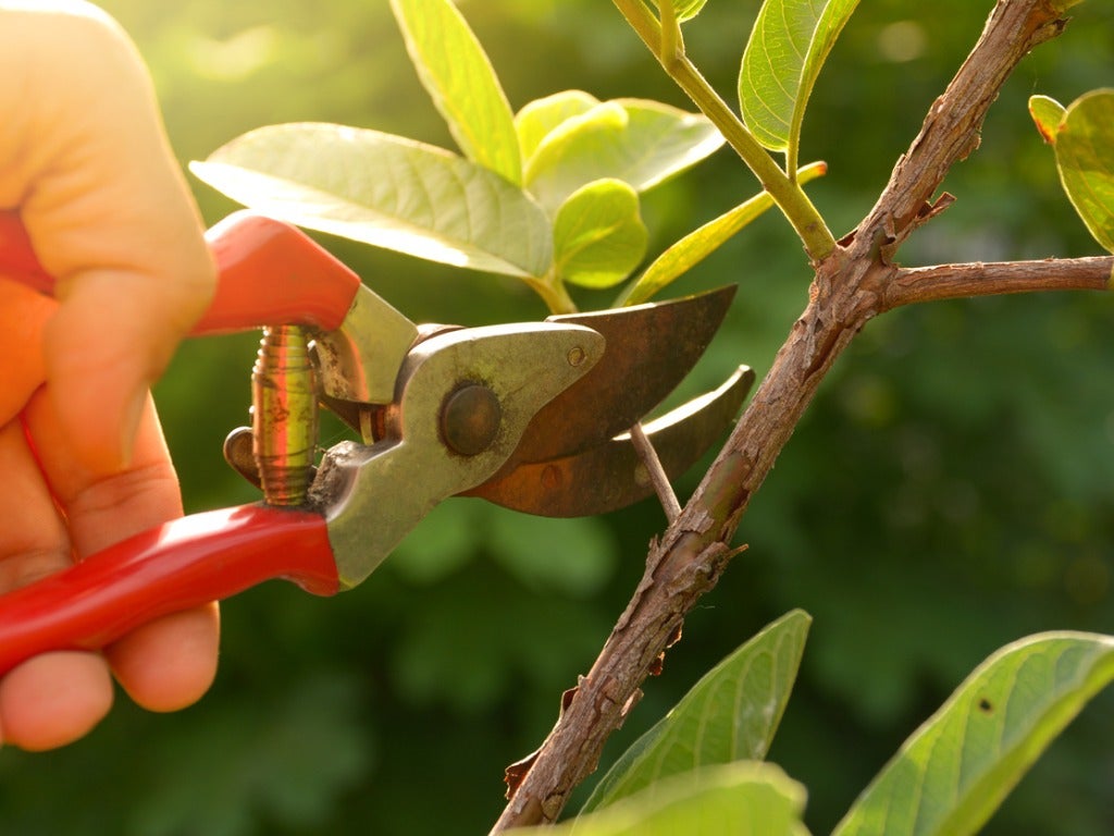 When To Prune Plants â€“ Best Pruning Times For Garden Plants