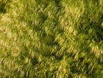 Field Brome Grass