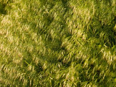 Field Brome Grass