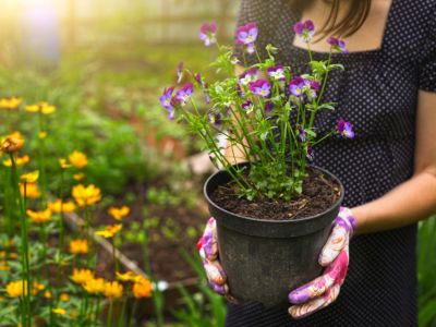 Gardener Holding A Potted Plant To Place In Garden