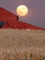 Crop Field And Red Barn Under The Large Bright Moon