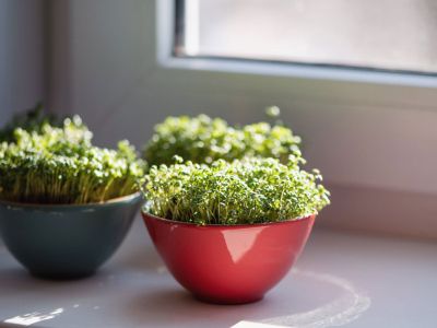 Indoor Edible Plants In Bowls