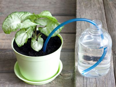 DIY Irrigation System Watering Potted Plant From Plastic Water Bottle