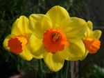 Dwarf Daffodil Flowers
