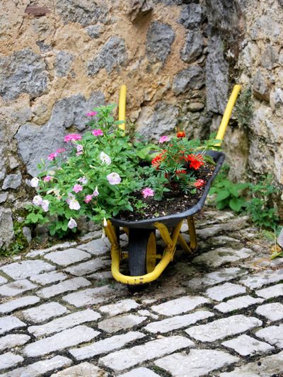 Wheelbarrow Used As A Planter Filled With Flowers
