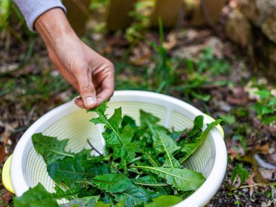 Hand Placing Green Leaves Into A Colander