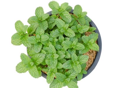 Potted Peppermint Plant