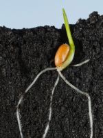 Sprouting Plant Seed And Roots In Soil