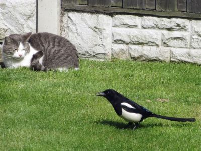 A Cat And A Bird On The Lawn