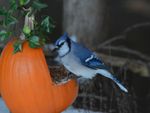 Bird Eating From A DIY Pumpkin Shell Bird Feeder