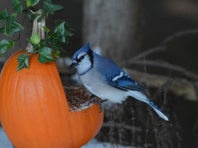 Bird Eating From A DIY Pumpkin Shell Bird Feeder