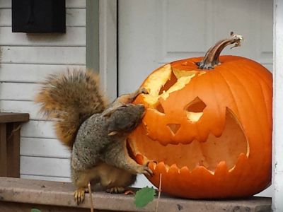 Squirrel Eating A Jack-O-Lantern