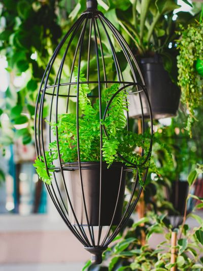 Potted Plant In Metal Hanging Planter