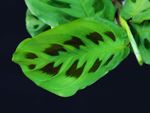 Growing Prayer Plant With Green Leaves With Black Spots
