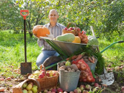 Man Next To Wheelbarrow Full Of Garden Fruits And Vegetables